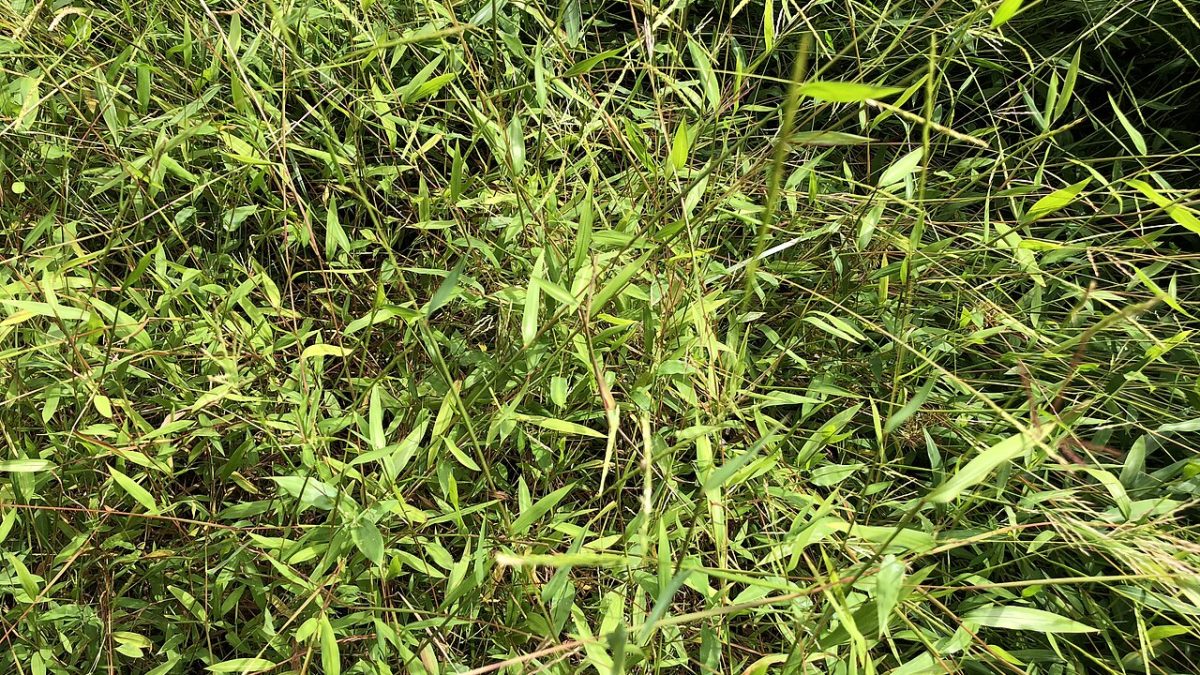 Japanese stiltgrass is an invasive species. Photo: Famartin, Creative Commons