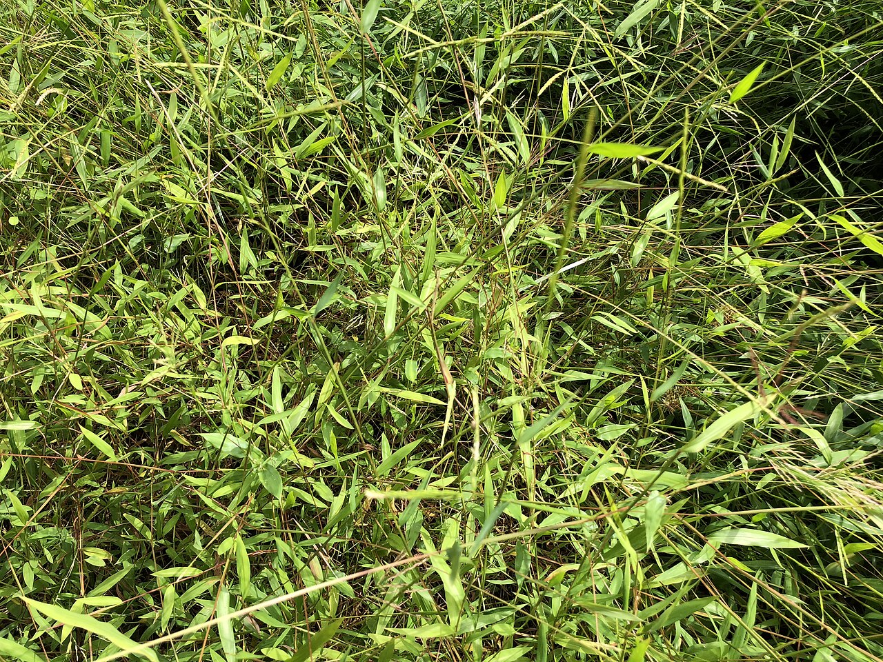 Japanese stiltgrass is an invasive species. Photo: Famartin, Creative Commons