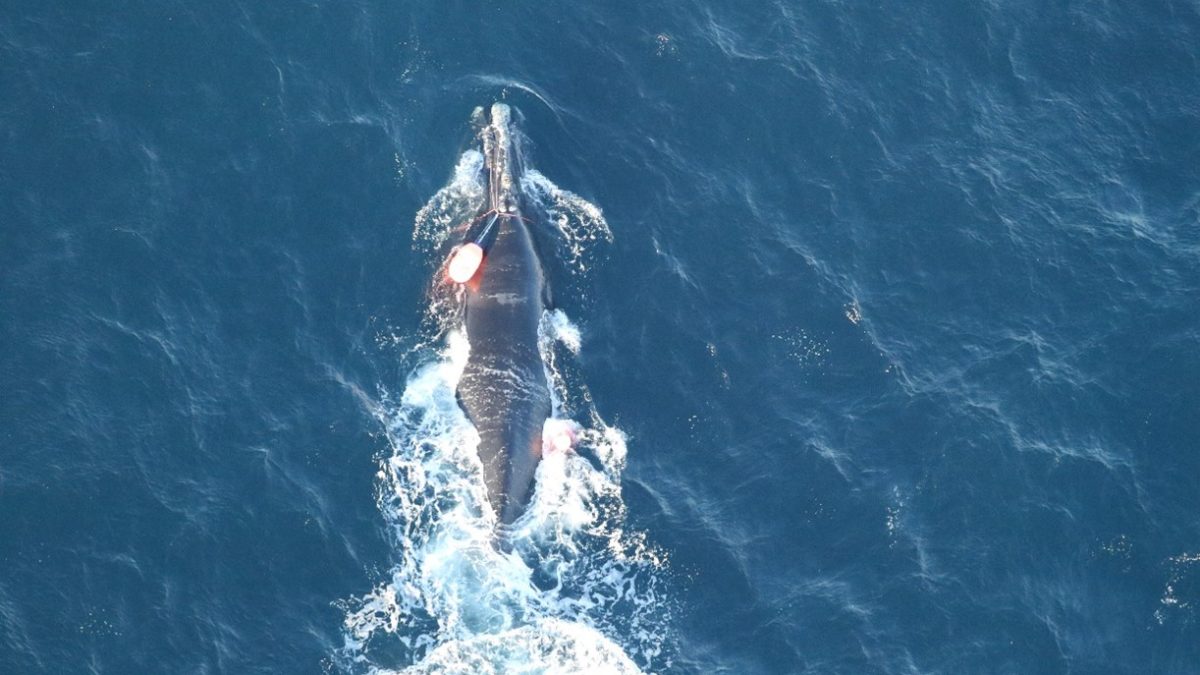 Aerial view close up of entangled North Atlantic right whale #5132 entangled in fishing gear about 68 miles off the coast of North Carolina on Dec. 16, 2024. Photo: Clearwater Marine Aquarium Research Institute