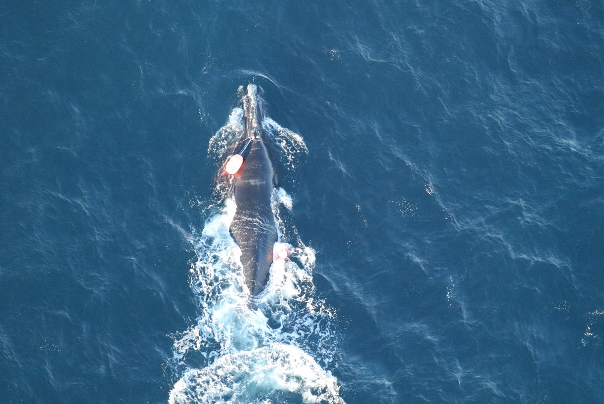 An entangled North Atlantic right whale, No. 5132, is entangled in fishing gear about 68 miles off the coast of North Carolina on Dec. 16, 2024. Photo: Clearwater Marine Aquarium Research Institute