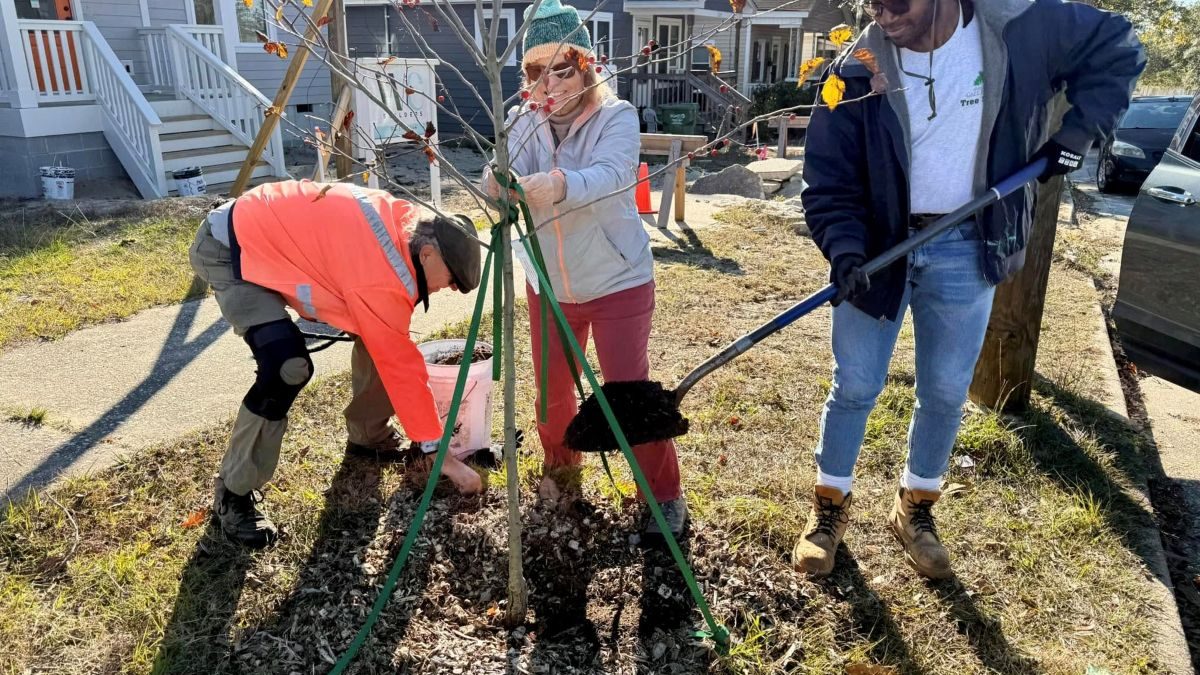 Alliance for Cape Fear Trees, a Wilmington-based nonprofit, aims to preserve, protect, and plant trees throughout the Lower Cape Fear region. Photo: Alliance for Cape Fear Trees