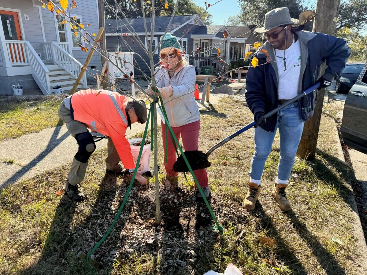 Alliance for Cape Fear Trees, a Wilmington-based nonprofit, aims to preserve, protect, and plant trees throughout the Lower Cape Fear region. Photo: Alliance for Cape Fear Trees