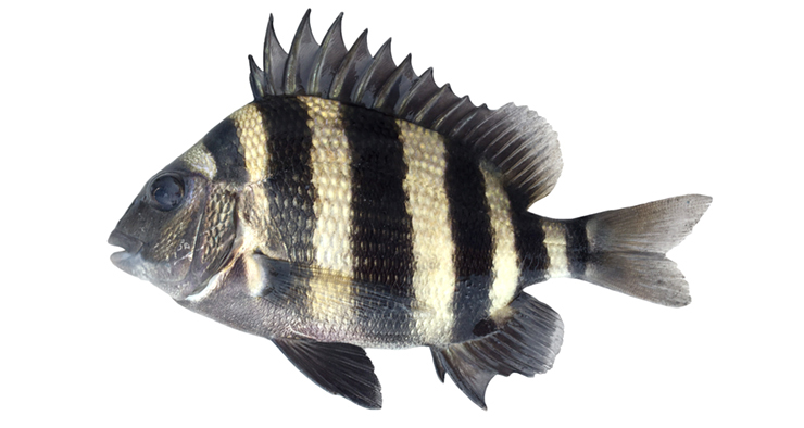 Sheepshead. Image: NCDEQ