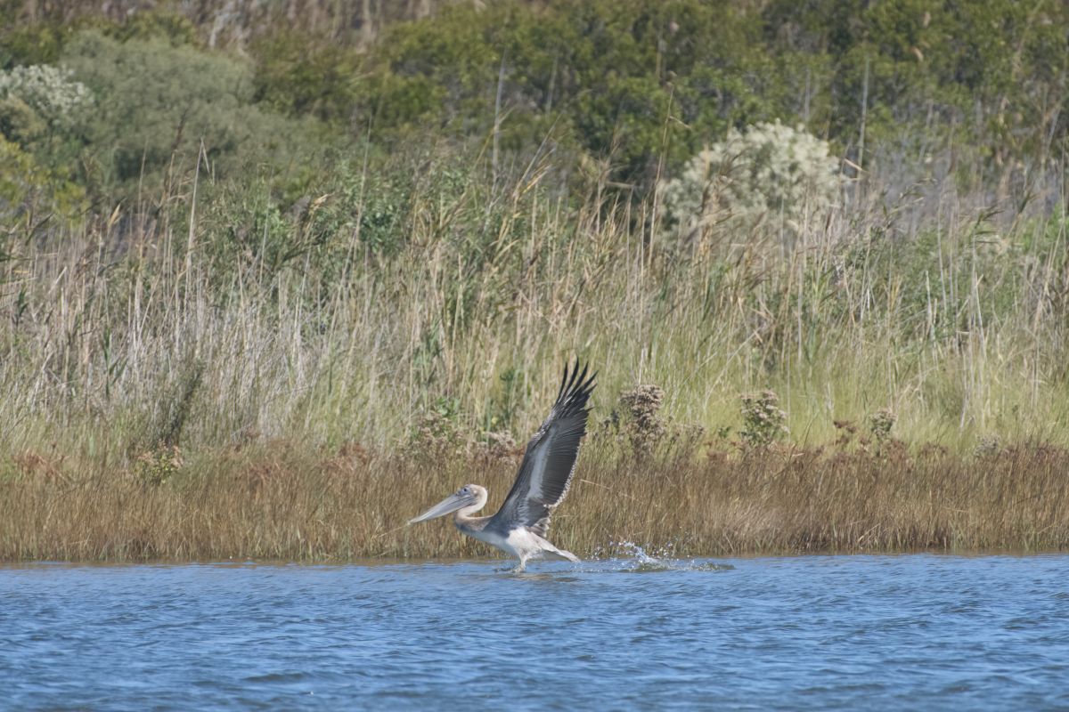 Brown pelican taking flight. This pelican had just been feeding along the islands on the western side of the pond. It’s larger cousin, the white pelican has been seen the past few years at the refuge.