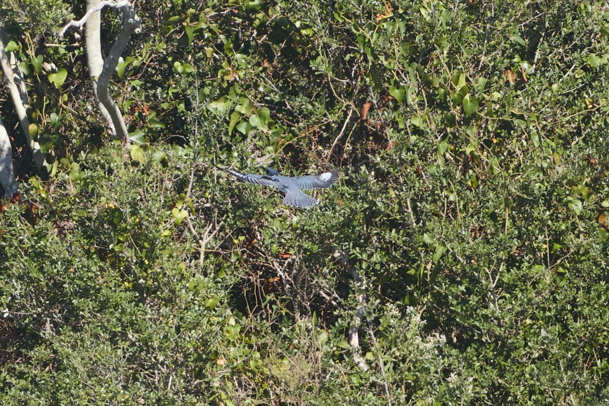 Belted kingfisher in flight. A beautiful bird. Fast but graceful in flight. Seen on the western side of the North Pond.