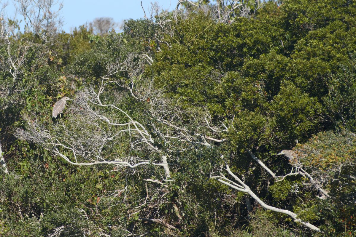Black-crowned heron watch from branches on the western side of the North Pond. The heron on the left flew to the tree to perch there. At first glance it seemed to be a green heron, and the photographer was not even aware of the heron on the right. Listed as a year-round resident of the refuge, they are not commonly seen.