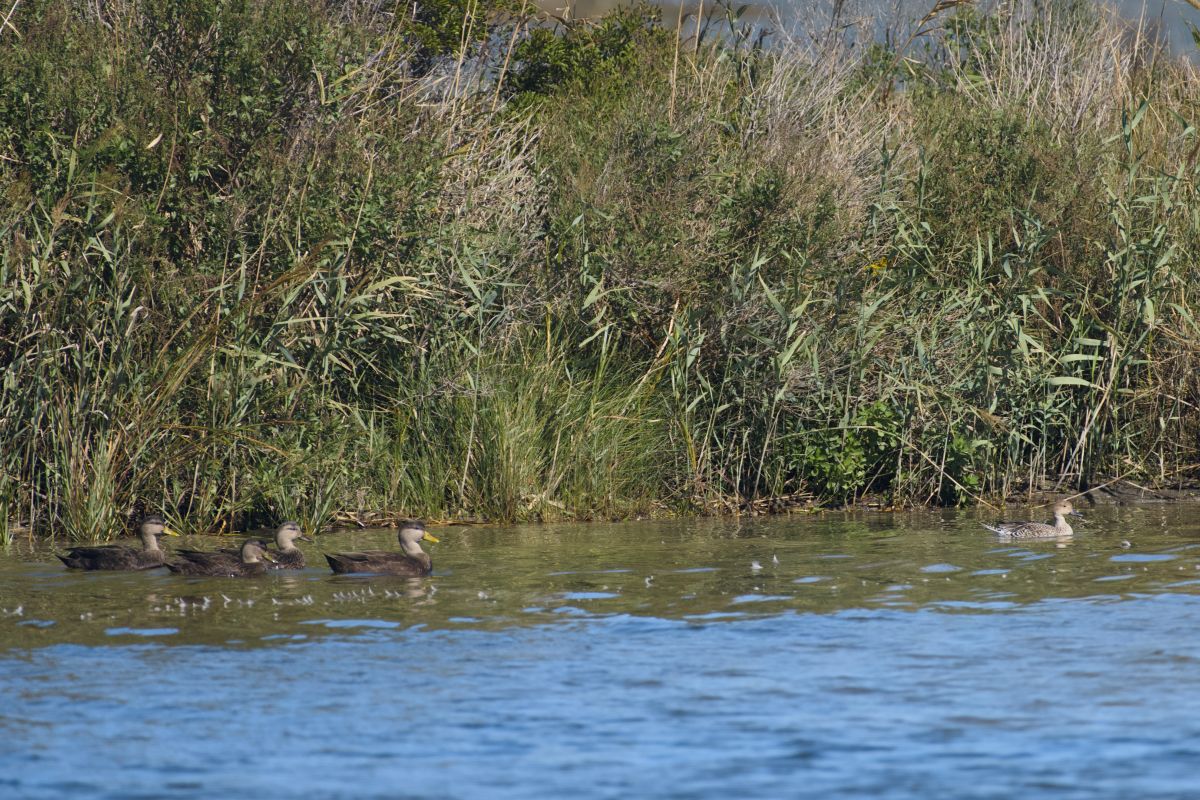 Black ducks and, at right, a northern pintail bob close to the reeds. Black ducks are one of the most common waterfowl species at Pea Island National Wildlife Refuge.