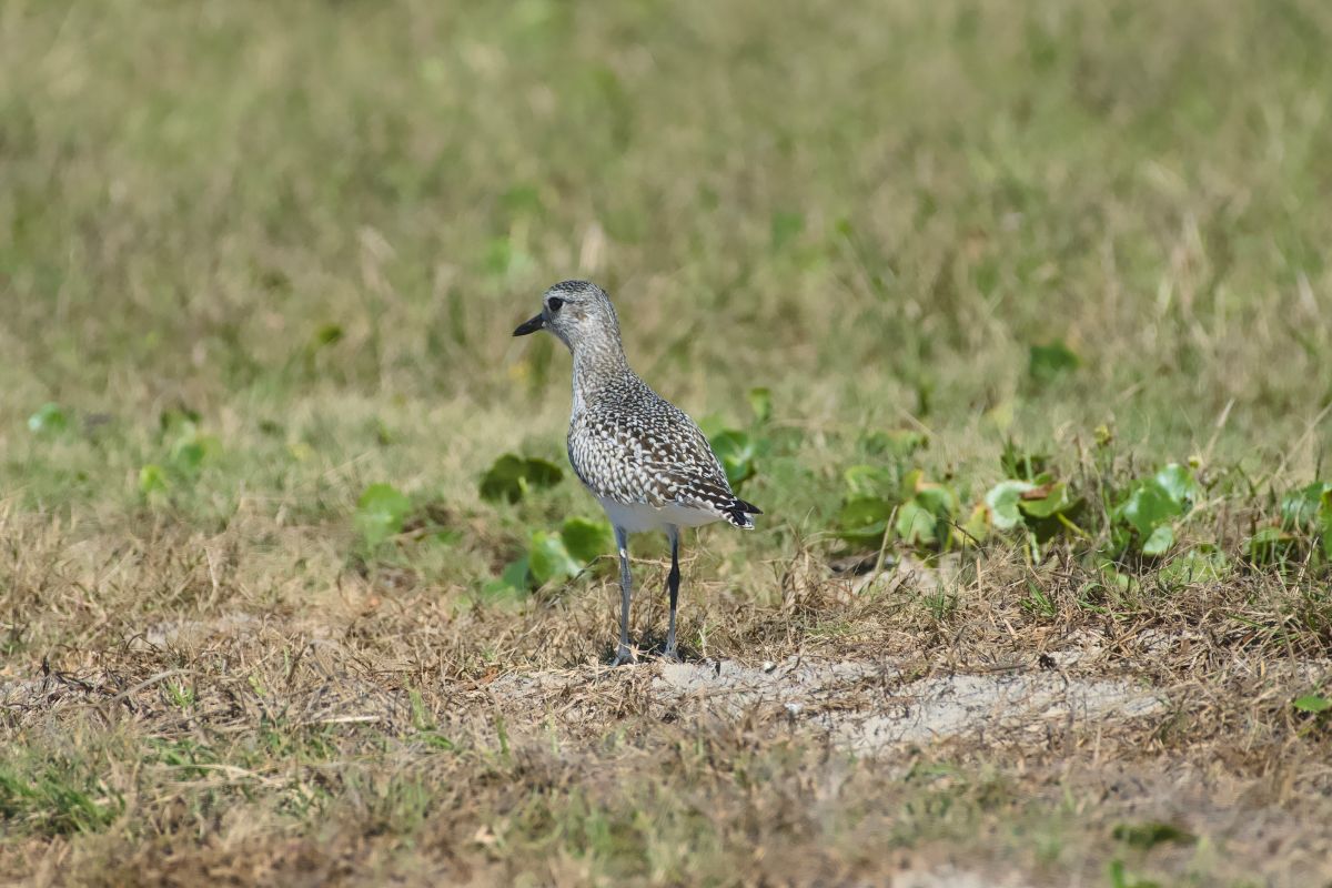 Black Bellied Plover. Fairly common in fall and winter in coastal North Carolina. The bird returns to the Canadian tundra every summer to breed.