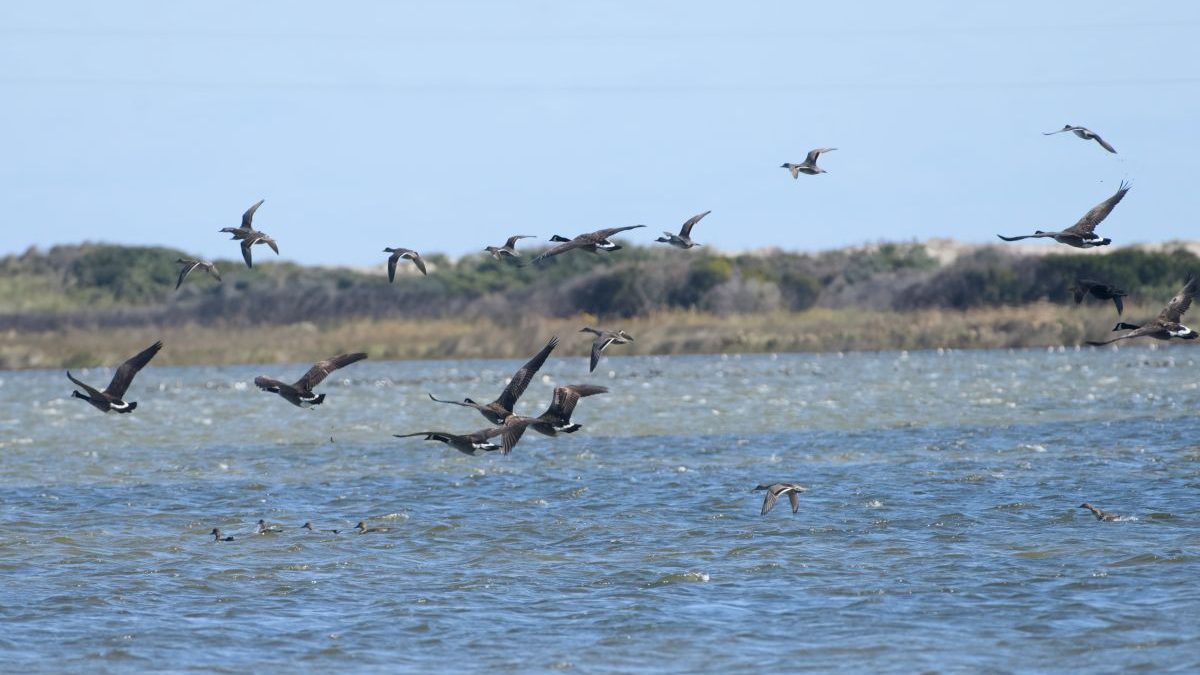 Perhaps misnamed since the Canadian geese at Pea Island National Wildlife Refuge do not seem to return to the northern tundra, the bird is beautiful and graceful in flight. Photo: Kip Tabb