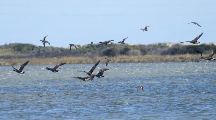 Perhaps misnamed since the Canadian geese at Pea Island National Wildlife Refuge do not seem to return to the northern tundra, the bird is beautiful and graceful in flight. Photo: Kip Tabb