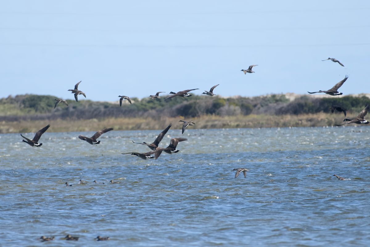 Perhaps misnamed since the Canadian geese at Pea Island National Wildlife Refuge do not seem to return to the northern tundra, the bird is beautiful and graceful in flight. Photo: Kip Tabb