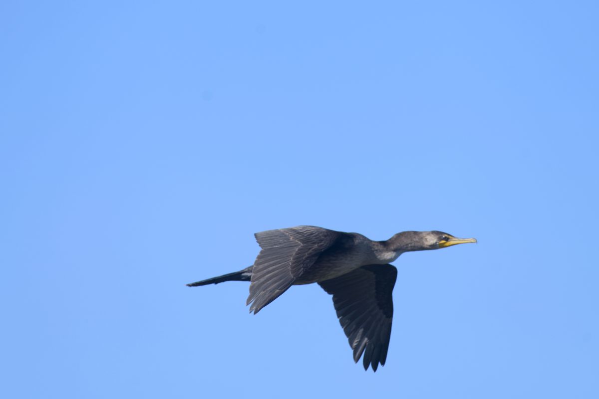A double-crested cormorant in flight. Remarkably common bird at PINWR. Sits very low in the water, with just the head and neck clearly visible.