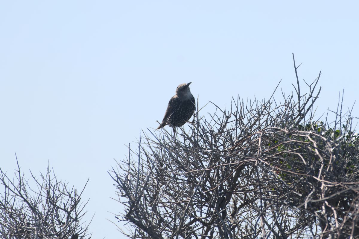 An European starling. At first glance a seemingly dull, black bird. Look more closely though, and they are beautiful. Brought to North America in the mid 19th Century. They didn’t do too well until released in New York City’s Central Park in 1877, 1890, and 1891—and then they did incredibly well. Cornell University’s All About Birds puts the current North American population at 93 million.