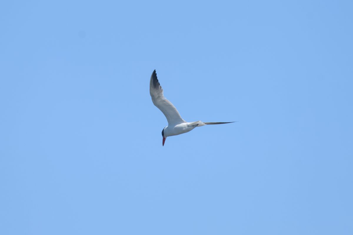Forster’s Tern in flight. Rarely landing, they are a common sight in the sky at the refuge.