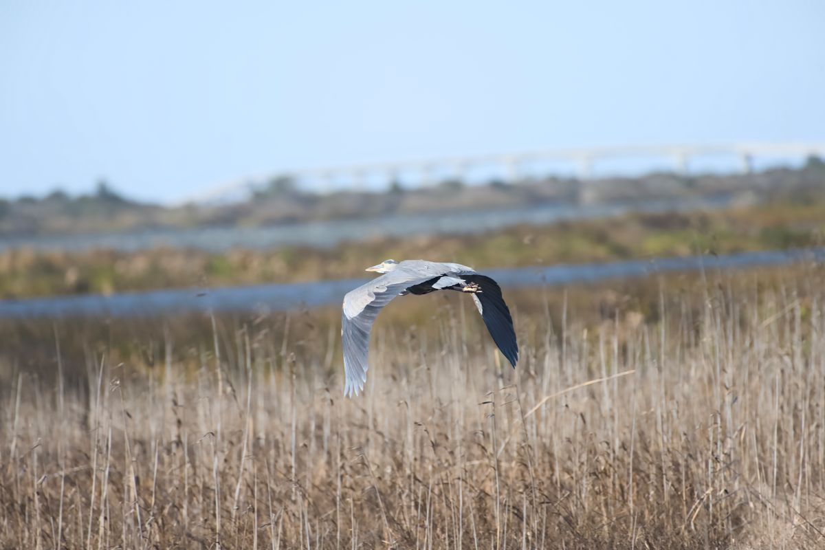 Great Blue Heron in flight. Although there were quite a number of blue herons perched at the edge of the water, in flight it is one of the most beautiful of all birds. Photo: Kip Tabb
