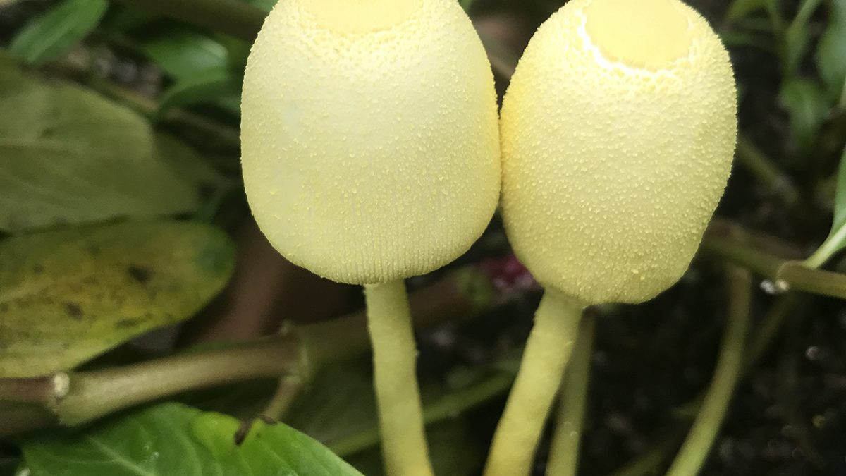 Yellow parasol mushrooms, or Leucocoprinus birnbaumii, are often called flowerpot parasol because that's where they show up, but no fear, they won't hurt your plants. Photo: Heidi Skinner