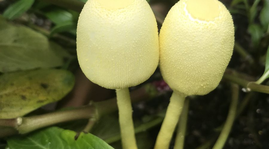 Yellow parasol mushrooms, or Leucocoprinus birnbaumii, are often called flowerpot parasol because that's where they show up, but no fear, they won't hurt your plants. Photo: Heidi Skinner