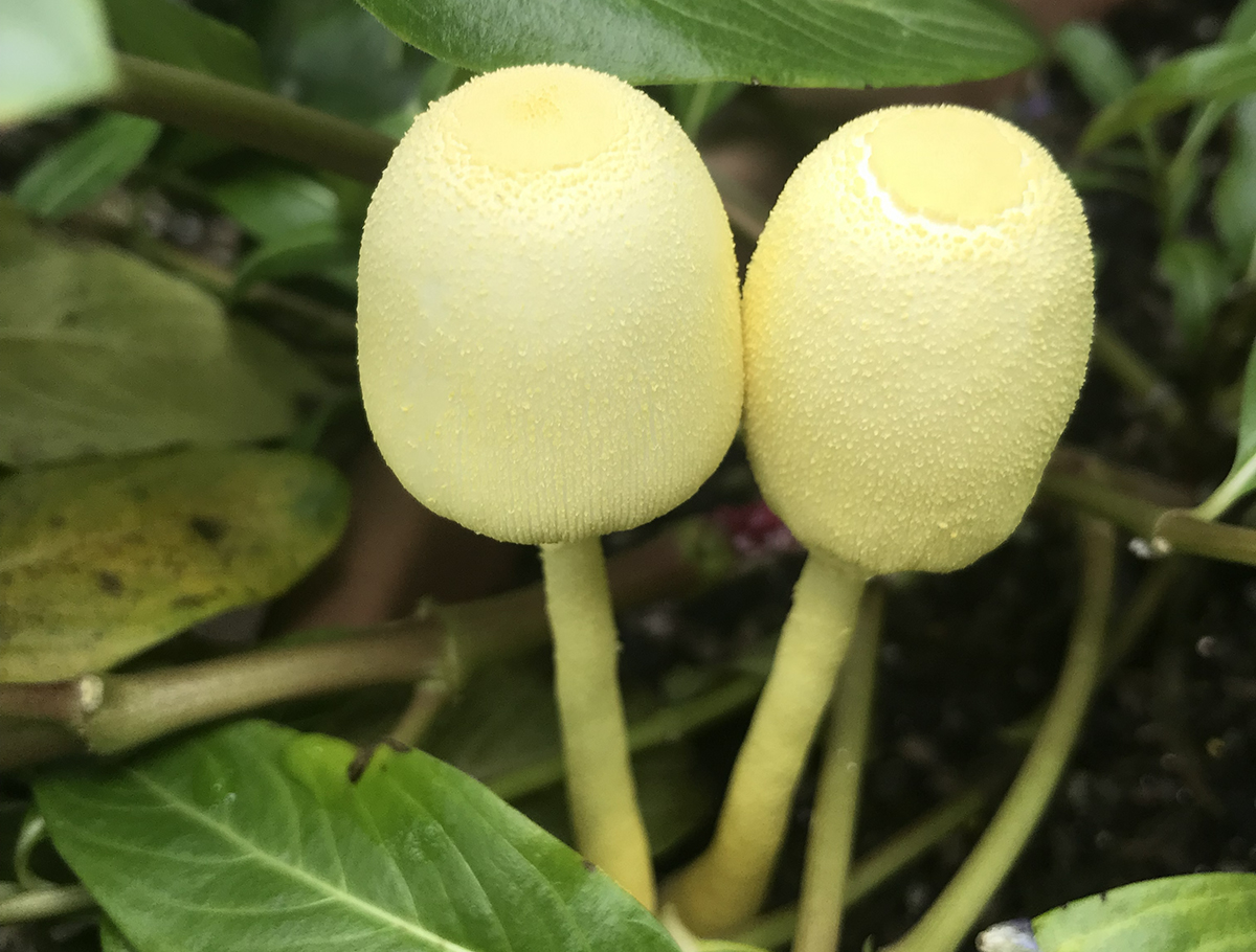 Yellow parasol mushrooms, or Leucocoprinus birnbaumii, are often called flowerpot parasol because that's where they show up, but no fear, they won't hurt your plants. Photo: Heidi Skinner