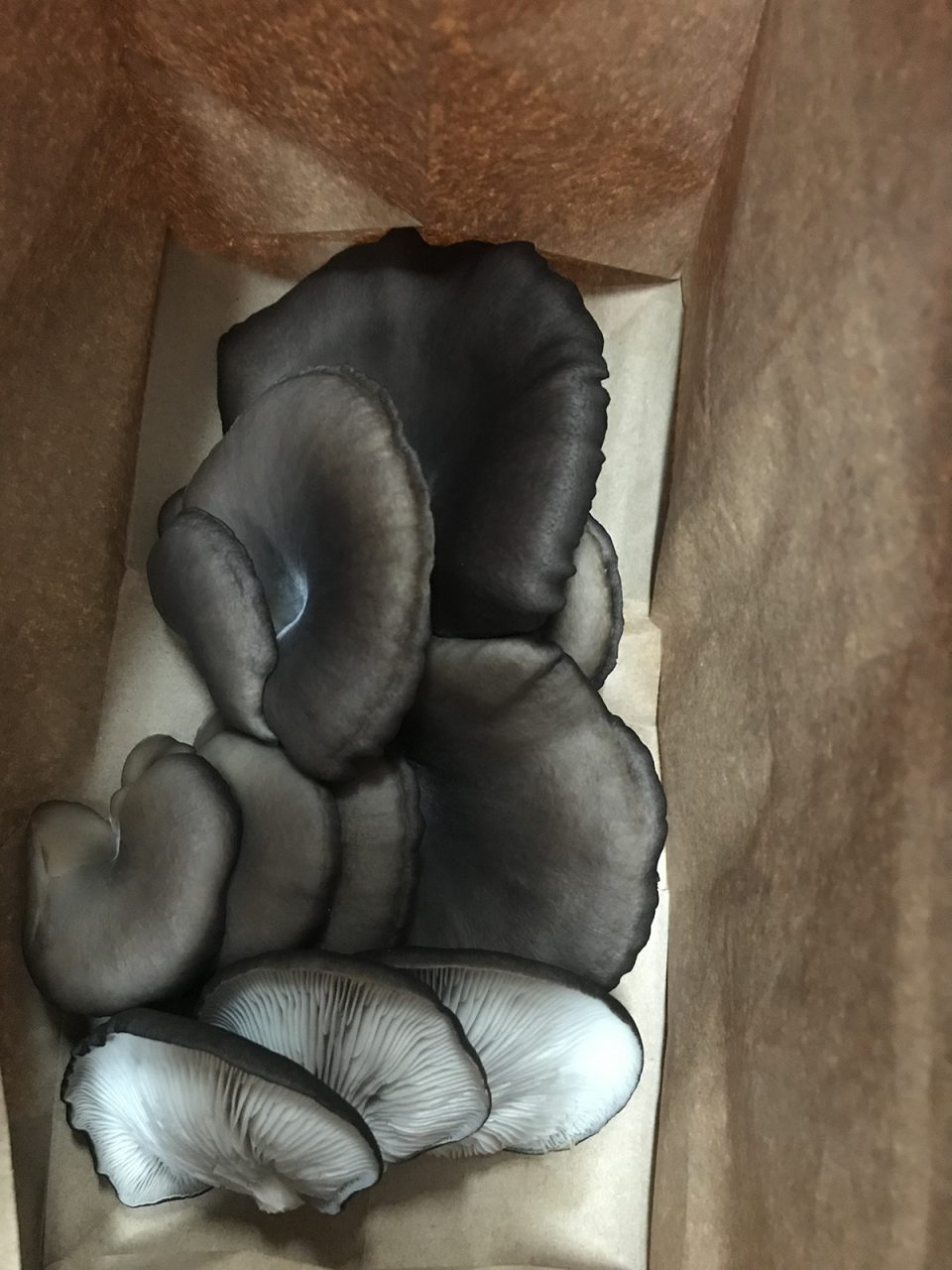 This bounty of blue oyster mushrooms, or Pleurotus ostreatus, is from Jamie's Mushroom Farm of Havelock. Photo: Heidi Skinner