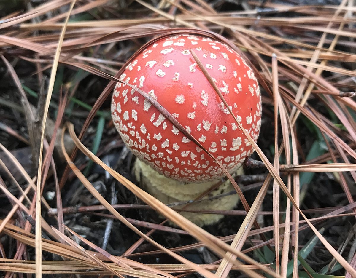 Fly agaric, or Amanita muscaria, emerges from the ground. Photo: Heidi Skinner