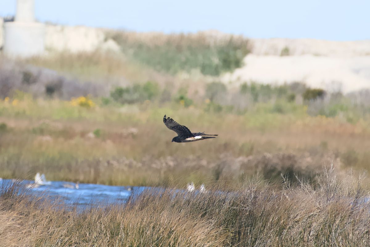 Northern Harrier hawk. Bursting out of the grasses lining the water, there was time for one picture and then the hawk was gone.