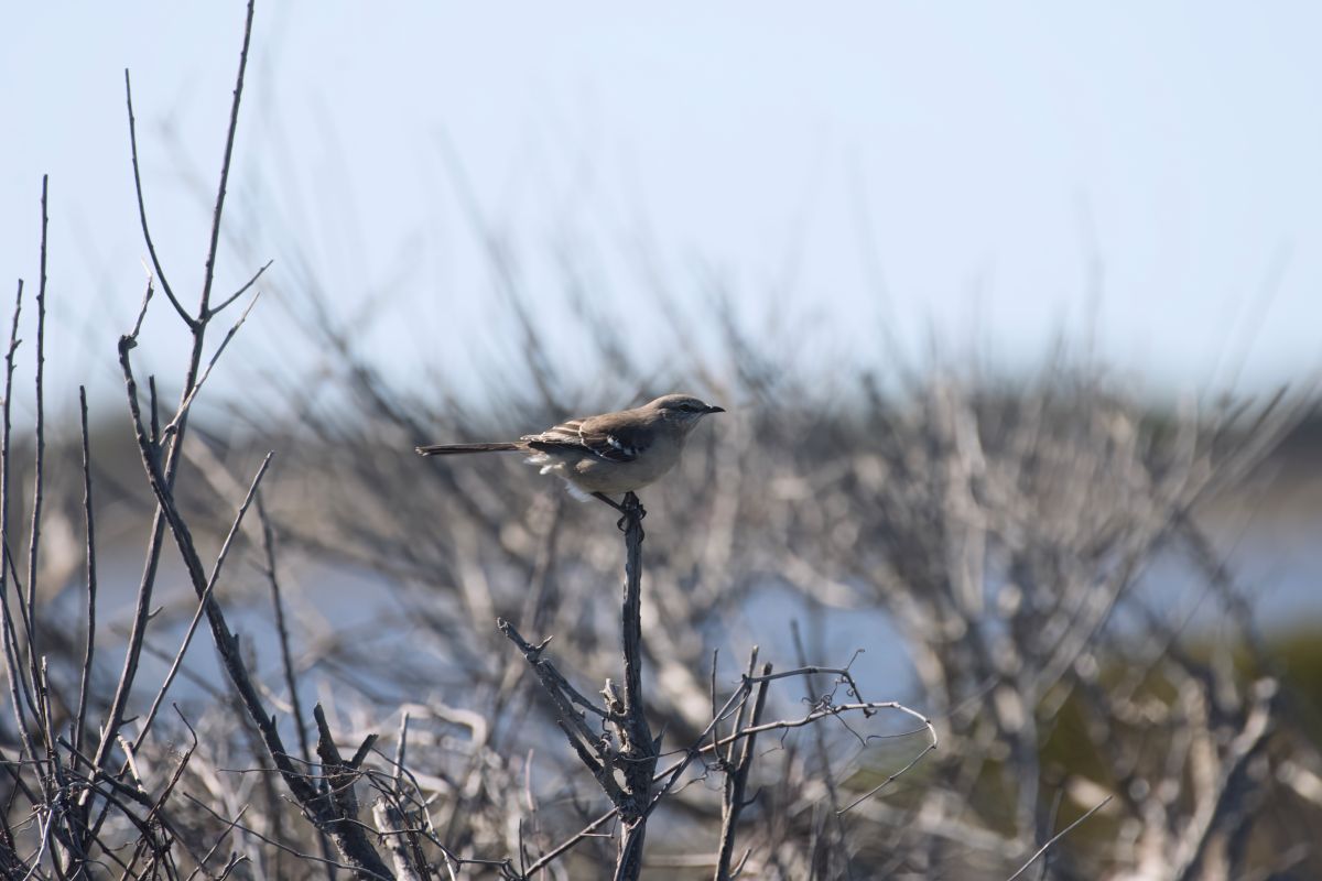 A northern mocking bird. For good reason most visitors to Pea Island focus on the birds in the pond, but there is a remarkable variety of songbirds in the shrubs and foliage surrounding the North Pond.