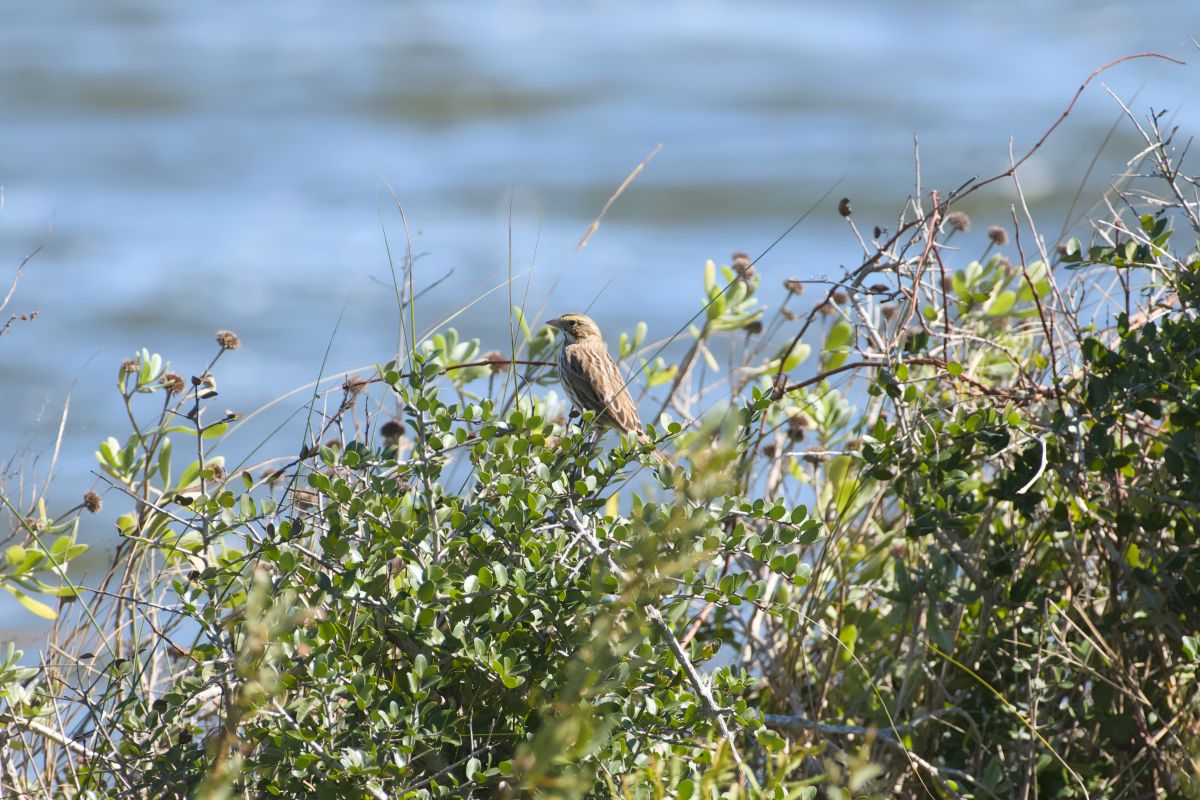 Fairly common throughout the state, song sparrows along the coast favor shrub thickets.