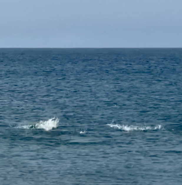These splashes are what we love. Photo: Gordon Churchill

