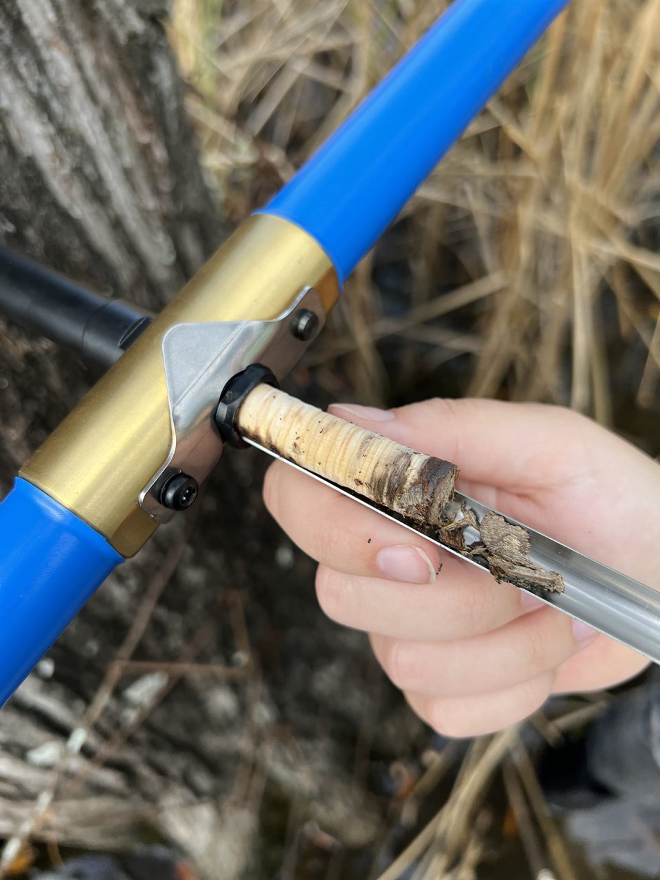 A researcher uses an increment borer to extract a core sample from a bald cypress. This minimally invasive method causes no lasting harm to the tree and enables researchers to study its growth rings for valuable environmental insights. Photo: Monica Rother