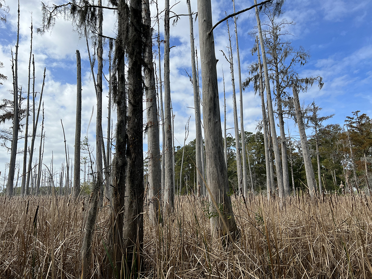 Rising saltwater has left behind the bleached trunks of a ghost forest along Smith Creek, a tributary of the Cape Fear River. Photo: Monica Rother
