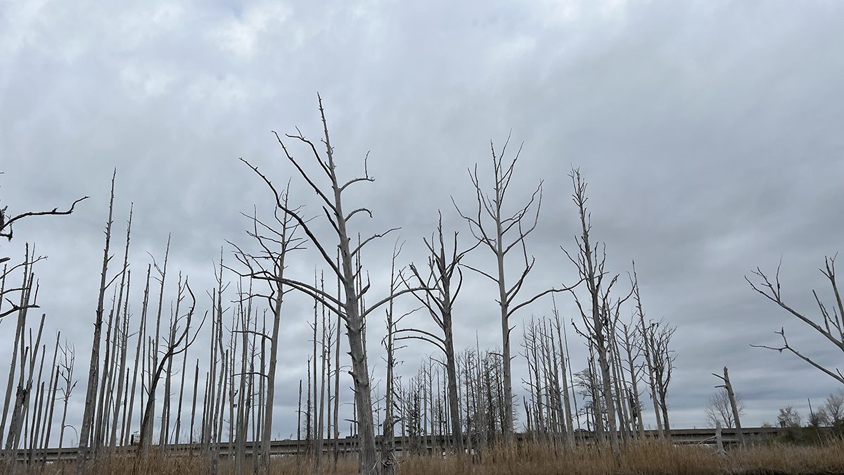 Rising saltwater has left behind the bleached trunks of a ghost forest along Smith Creek, a tributary of the Cape Fear River. Photo: Monica Rother