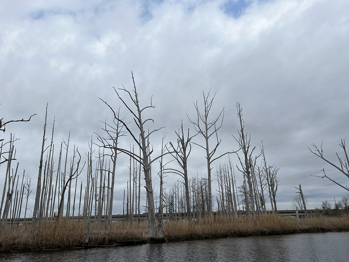 Rising saltwater has left behind the bleached trunks of a ghost forest along Smith Creek, a tributary of the Cape Fear River. Photo: Monica Rother
