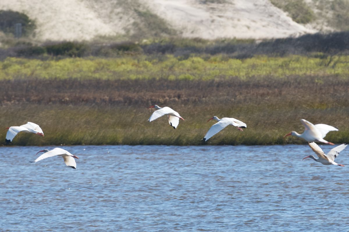 A highly social bird, white Ibis was one of the most commonly seen wading birds on a walking tour of the North Pond. Photo: Kip Tabb