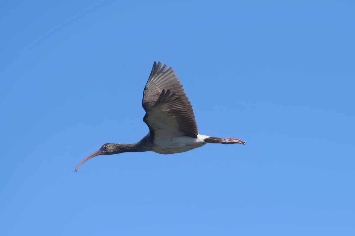 An immature white ibis takes flight.