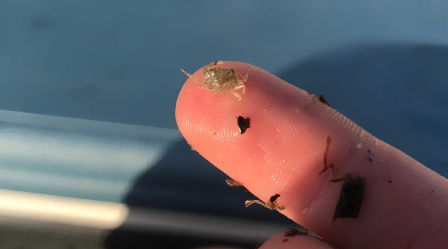 Populations of juvenile blue crabs, like the one shown here, in the Pamlico-Albemarle Estuary System was the focus of a recent study. Photo: Erin Voigt