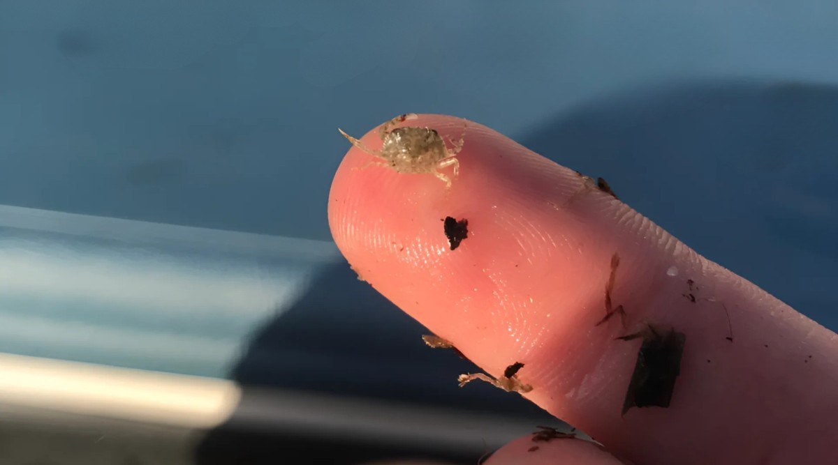 Populations of juvenile blue crabs, like the one shown here, in the Pamlico-Albemarle Estuary System was the focus of a recent study. Photo: Erin Voigt