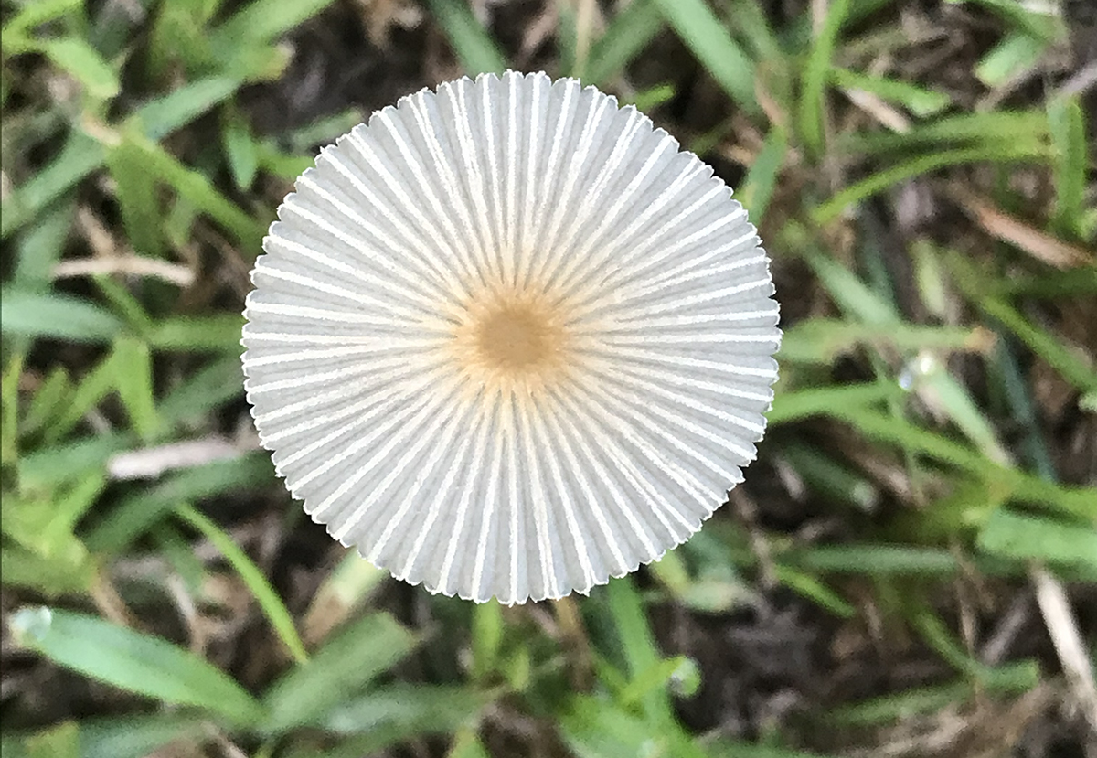 The delicate parasol-looking cap is an unidentified (by me) toadstool. Photo: Heidi Skinner