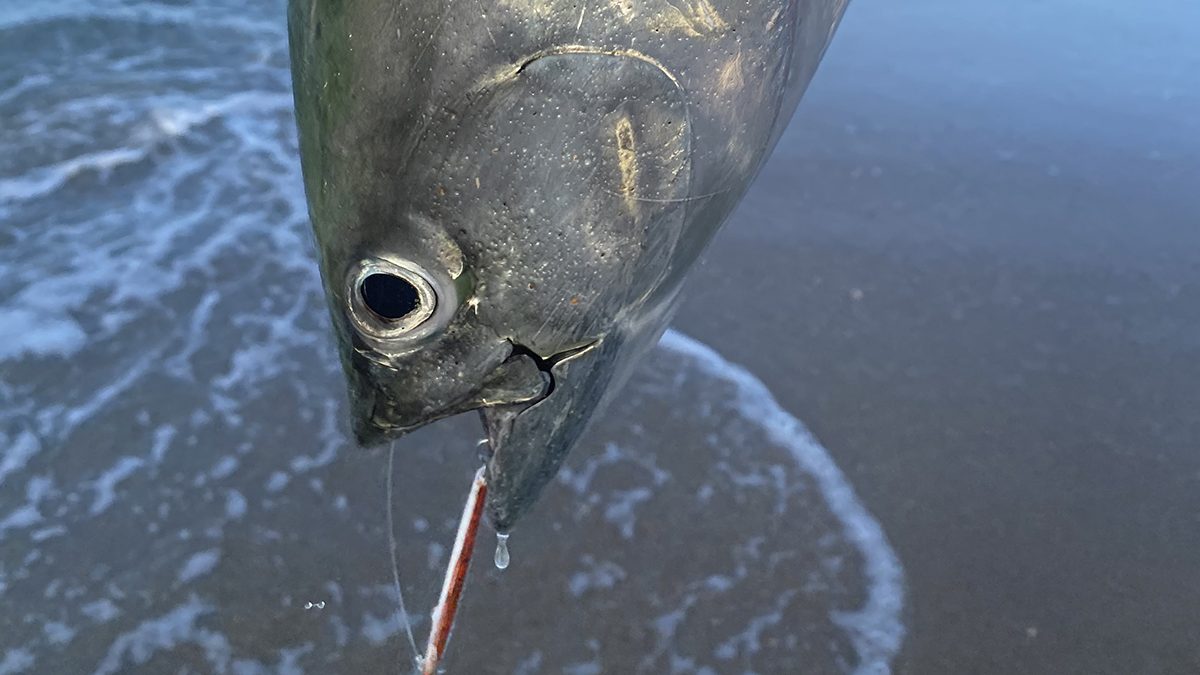 False albacore are “suckers” for thin casting spoons when surface feeding. Photo: Gordon Churchill 