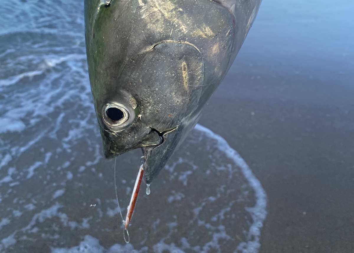 False albacore are “suckers” for thin casting spoons when surface feeding. Photo: Gordon Churchill 