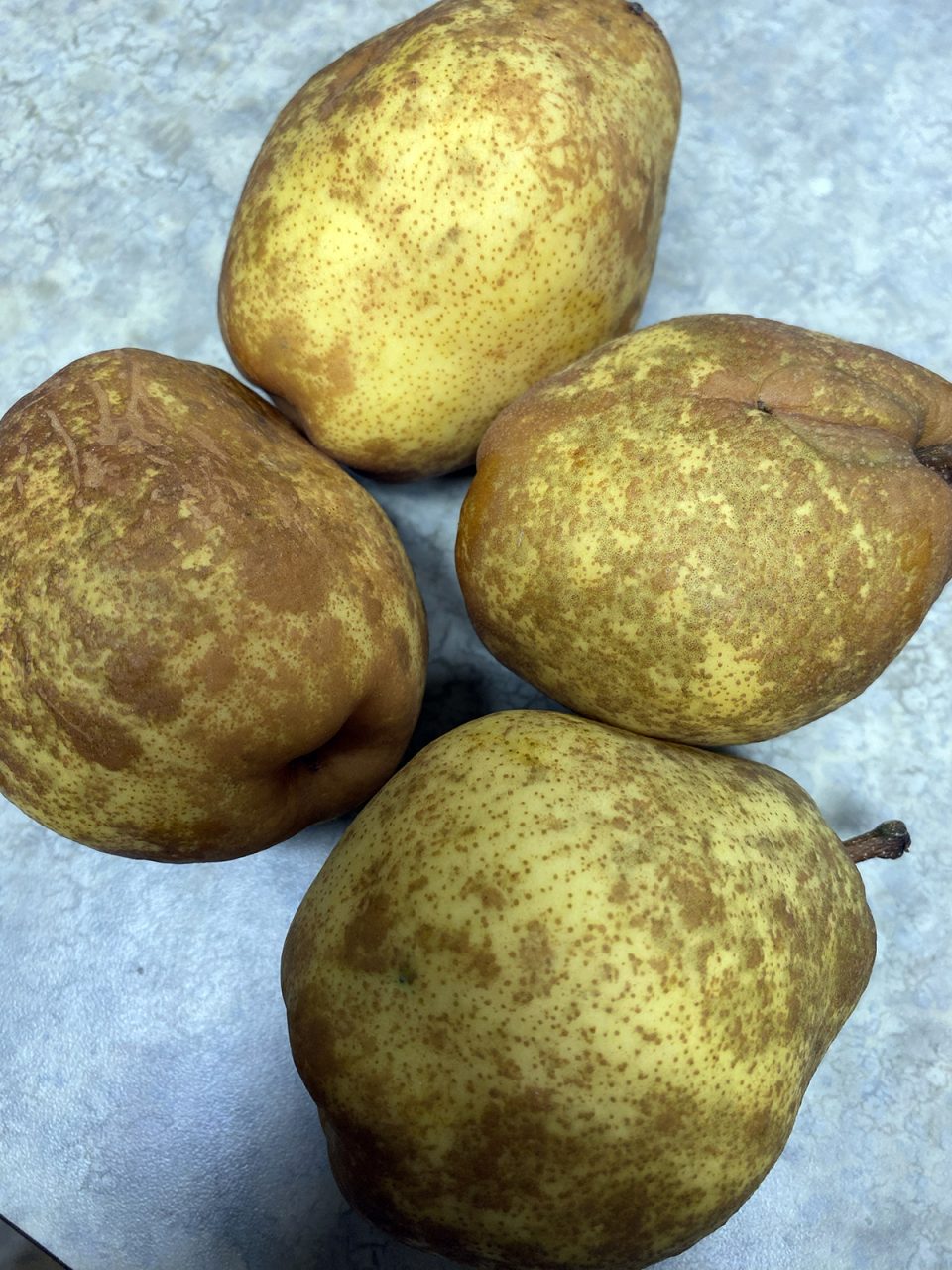 Kieffer pears, a hard pear that often ripens in late August to early September, are delicious raw but even better turned into canned pears or pear butter. Photo: Heidi Skinner