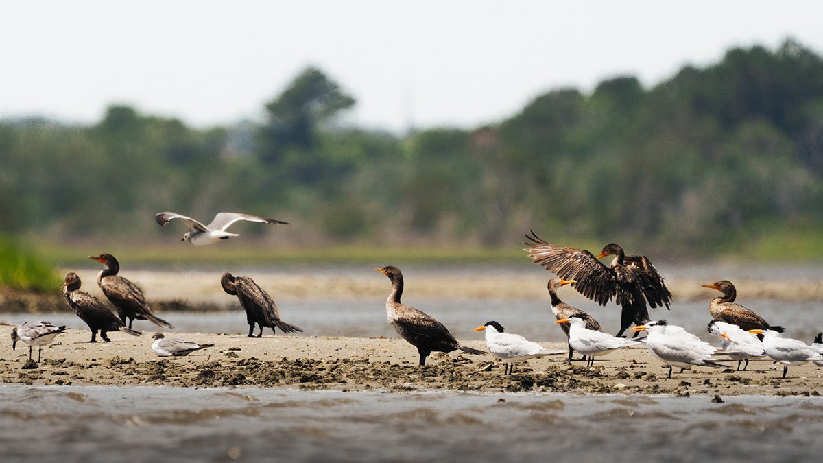 Danielle Carey of Holly Ridge recently submitted this image of various shorebirds congregating on a sand bank in the Sneads Ferry area as if time for a shift change. "This was my first time taking this lens out on the water, and I felt like it was the one day I wasn't seeing any birds out" Carey told us in her submission. "On our way back, I spotted this little sandbar with a whole variety of birds. I was so excited, and although I aim to capture birds in flight, I loved that I was able to capture a moment where one was taking off, and another was landing at the same time."