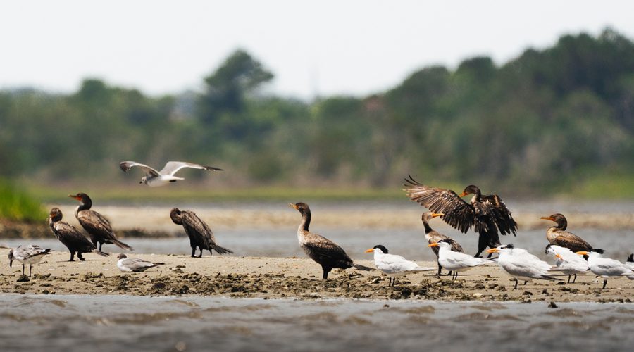 Danielle Carey of Holly Ridge recently submitted this image of various shorebirds congregating on a sand bank in the Sneads Ferry area as if time for a shift change. "This was my first time taking this lens out on the water, and I felt like it was the one day I wasn't seeing any birds out" Carey told us in her submission. "On our way back, I spotted this little sandbar with a whole variety of birds. I was so excited, and although I aim to capture birds in flight, I loved that I was able to capture a moment where one was taking off, and another was landing at the same time."