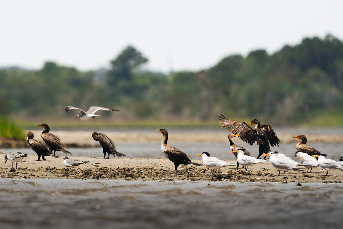 Danielle Carey of Holly Ridge recently submitted this image of various shorebirds congregating on a sand bank in the Sneads Ferry area as if time for a shift change. "This was my first time taking this lens out on the water, and I felt like it was the one day I wasn't seeing any birds out" Carey told us in her submission. "On our way back, I spotted this little sandbar with a whole variety of birds. I was so excited, and although I aim to capture birds in flight, I loved that I was able to capture a moment where one was taking off, and another was landing at the same time."