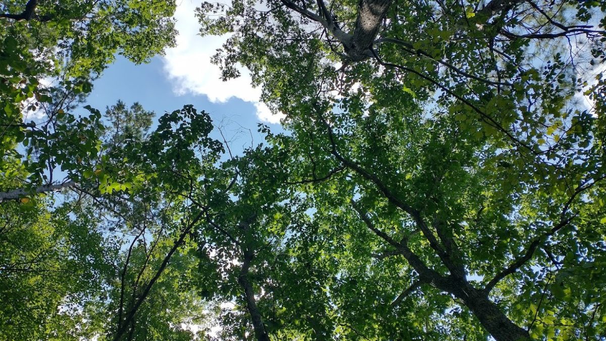 The Alliance for Cape Fear Trees released in October "Code & Canopy," a policy guide to help steer tree preservation in southeastern North Carolina. Photo: Alliance for Cape Fear Trees