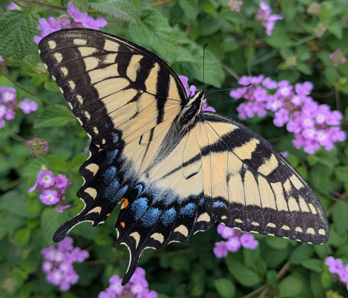 An eastern swallowtail (Papilio glaucus) noshes on some lantana. Photo: Heather Brameyer