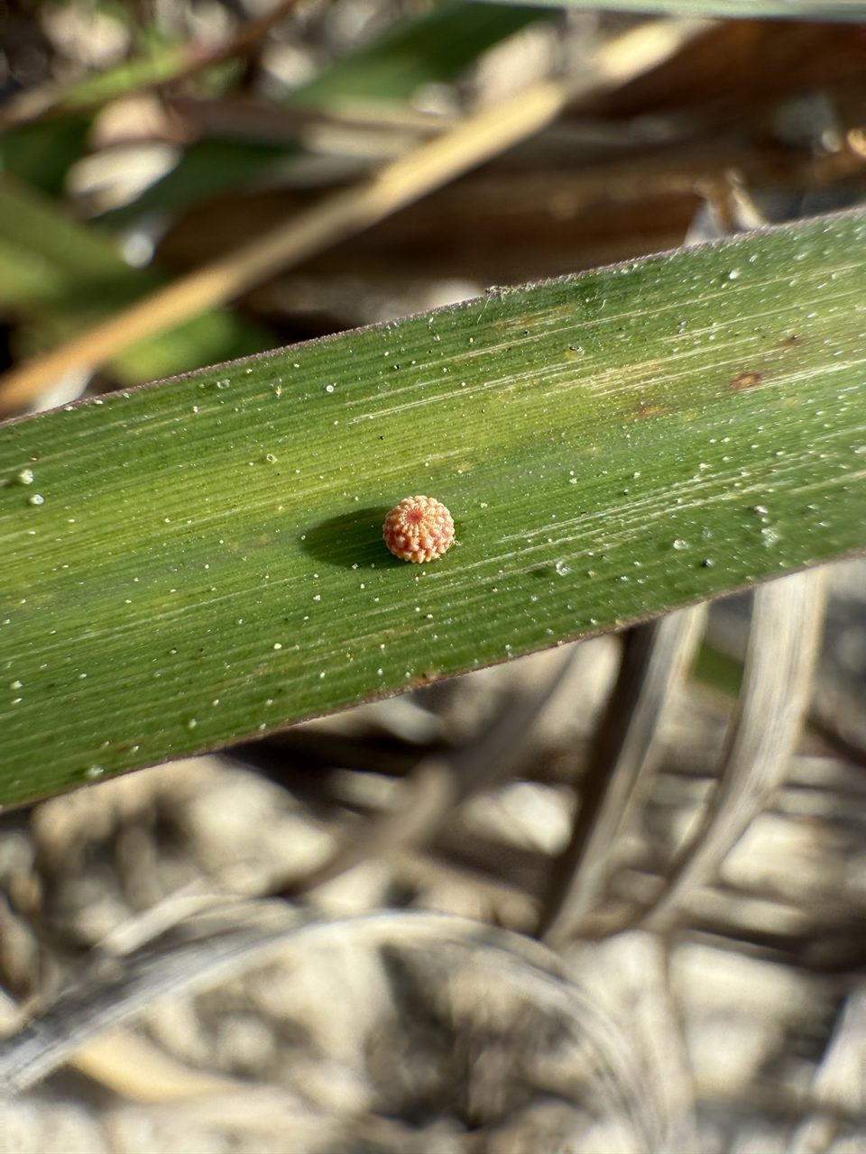 This crystal skipper egg on a leaf of seaside little bluestem was photographed by Doug Rouse at Bear Island on April 22.