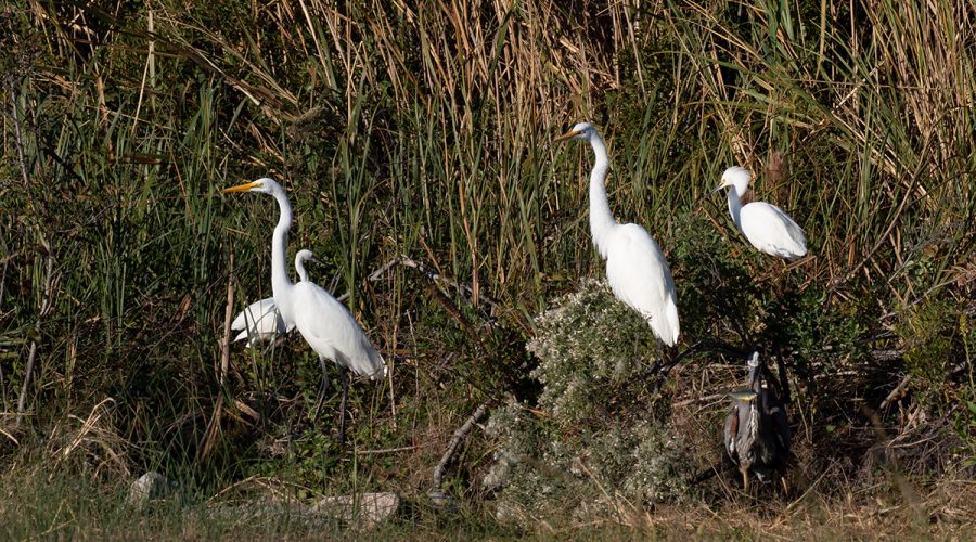 Snowy egrets congregate at the new canal and pond connection, where officials say the restored habitat immediately attracted shorebirds and other wildlife. Photo: Steve Smith
