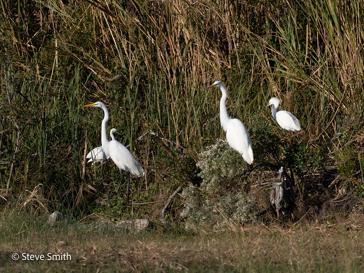 Snowy egrets congregate at the new canal and pond connection, where officials say the restored habitat immediately attracted shorebirds and other wildlife. Photo: Steve Smith