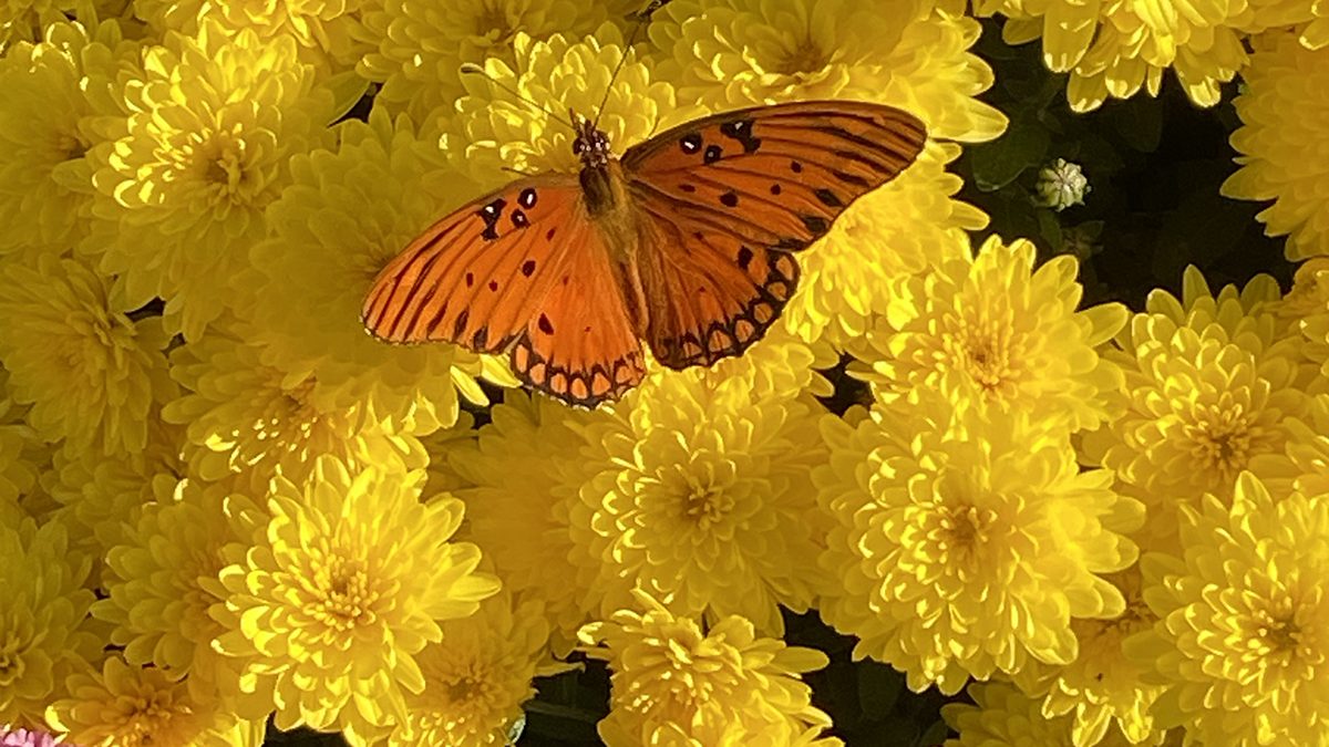 The orange color of this gulf fritillary, or Dione vanillae, contrasts against the yellow chrysanthemums. Photo: Heidi Skinner