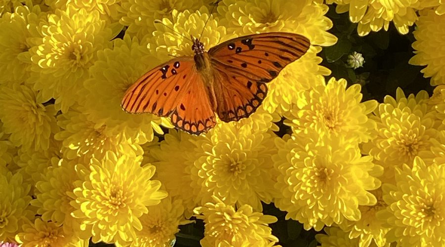 The orange color of this gulf fritillary, or Dione vanillae, contrasts against the yellow chrysanthemums. Photo: Heidi Skinner